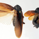 Illustration for article titled Is New York about to be invaded by ice-loving cockroaches?